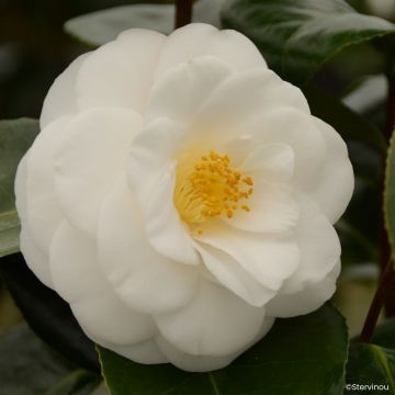 Camellia japonica Janet Waterhouse Camellia japonica Janet Waterhouse