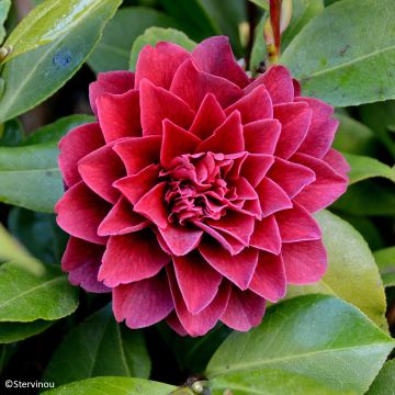 Camellia japonica Manuroa Road Camellia japonica Manuroa Road