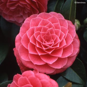 Camellia japonica Spring Formal Camellia japonica Spring Formal