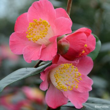 Camellia japonica Ville du Havre Camellia japonica Ville du Havre
