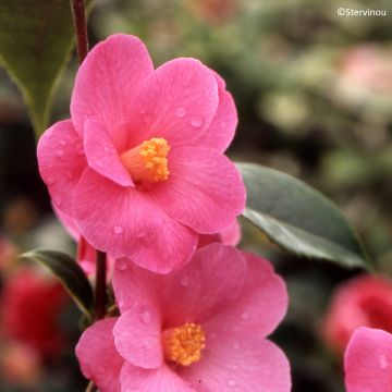 Camellia reticulata Crimson Candles Camellia reticulata Crimson Candles