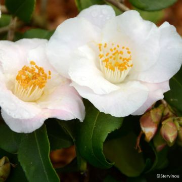 Camellia lutchuensis Quintessence Camellia lutchuensis Quintessence
