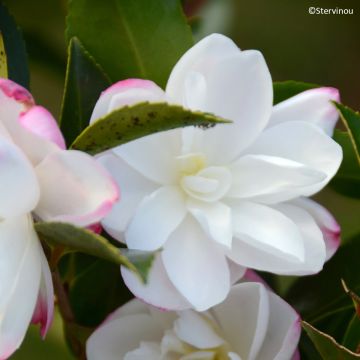 Camellia sasanqua Blush - Camelia de otoño Camellia sasanqua Blush - Camelia de otoño