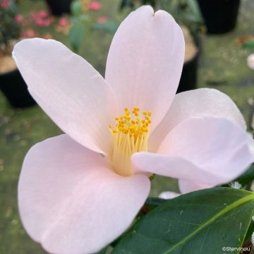 Camélia d'automne Île Vierge - Camellia sasanqua