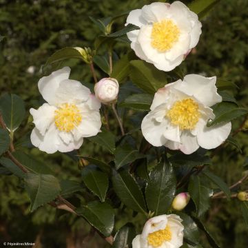 Camellia sasanqua Hinode-Gumo - Camelia de otoño