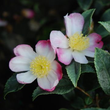 Camellia sasanqua Variegata - Camelia de otoño