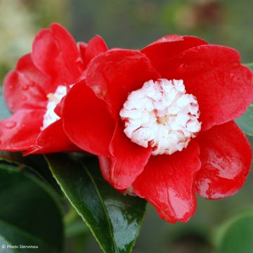 Camellia japonica Bokuhan