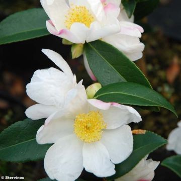 Camellia sasanqua Survivor - Camelia de otoño