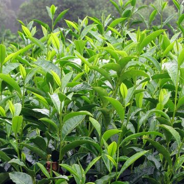 Planta de té - Camellia sinensis