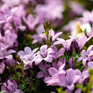 Campanula poscharskyana Ambella Pink