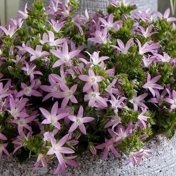 Campanula poscharskyana Adansa Pink
