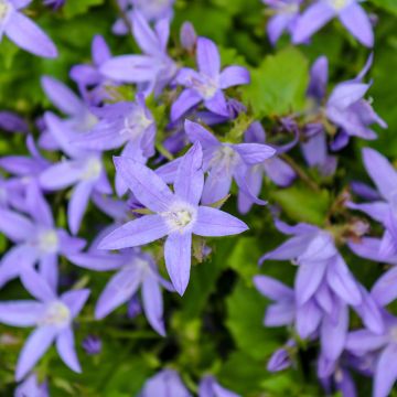 Campanula poscharskyana (semillas)