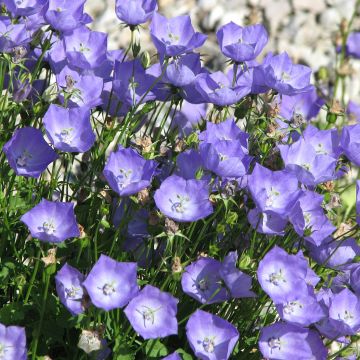 Campanula carpatica Molly Pinsents