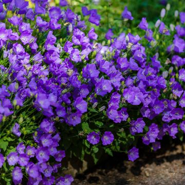 Campanula carpatica Mini Marvels Midnight