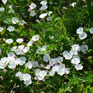 Campanula capartica Mini Marvels Starbright - Campanilla