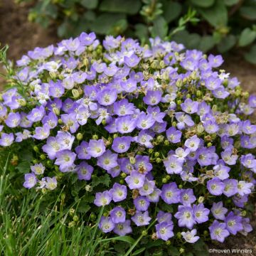 Campanulea carpatica Mini Marvels Twilight - Campanillas