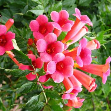 Enredadera de trompeta Flamenco - Campsis radicans
