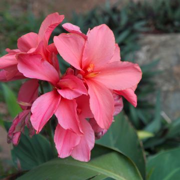 Canna Empire - Caña de las Indias