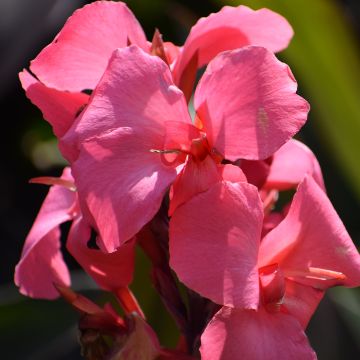 Canna Pink and Roses - Caña de las Indias
