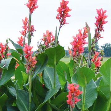 Canna Eden - Caña