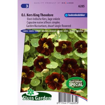 Capuchina enana Black Velvet