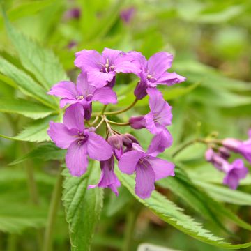 Cardamine pentaphylla