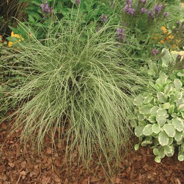 Carex comans Amazon Mist - Cárice