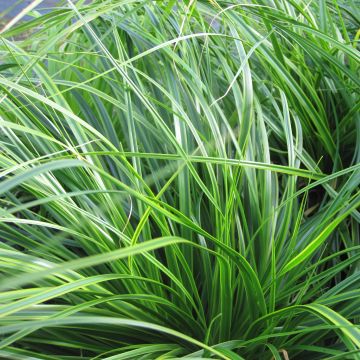 Carex oshimensis EverColor Everlime