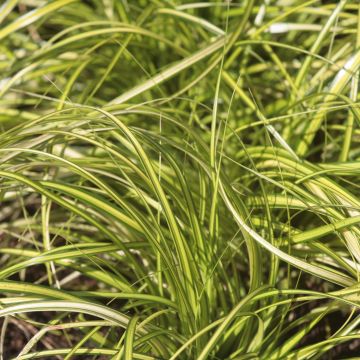 Carex oshimensis EverColor Eversheen