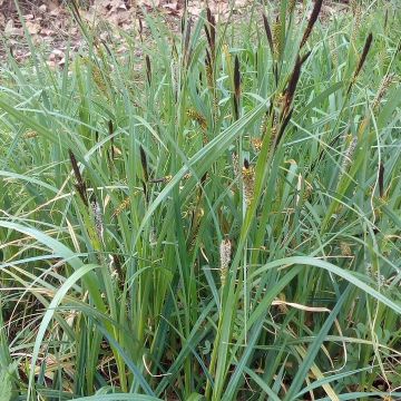 Carex riparia de ribera