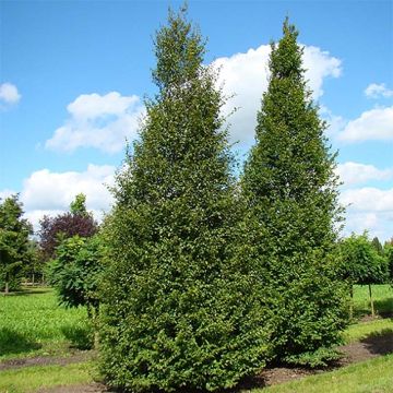 Carpinus betulus A. Beeckman - Carpe