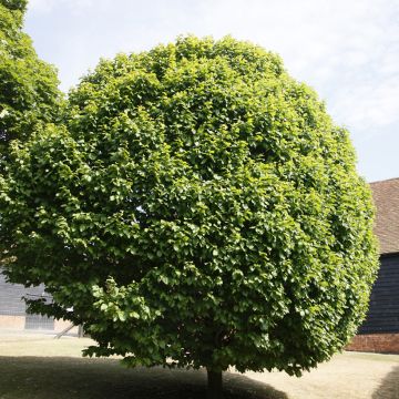 Carpinus betulus Columnaris - Carpe columnar