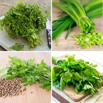 Tarjeta de Cinta de Aromáticas en mezcla (Cebollino común - Perejil común 2 - Cilantro - Perifollo común) - Bio - Ferme de Sainte Marthe