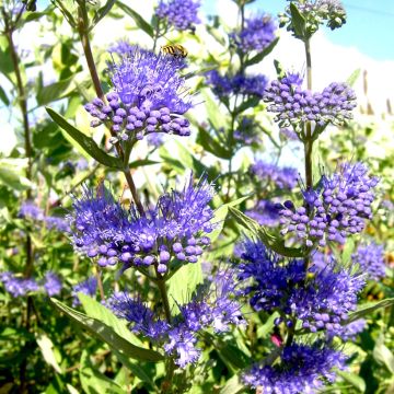Caryopteris clandonensis Camara Dark Blue