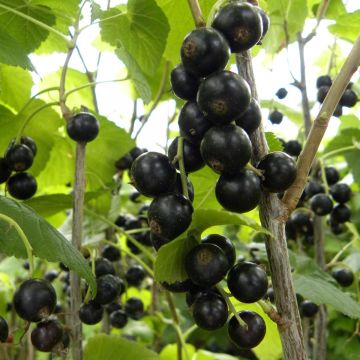 Grosella negra Géant de Boskoop