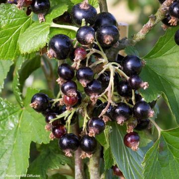 Grosella negra Noir de Bourgogne