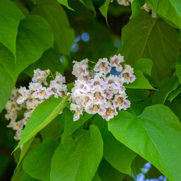 Catalpa bignonioides (semillas)