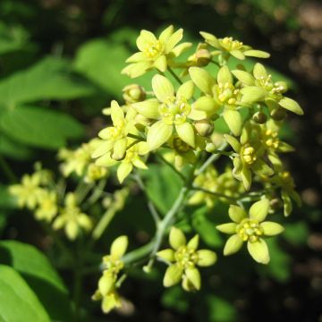 Caulophyllum thalictroides Caulophyllum thalictroides