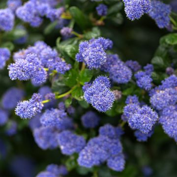 Ceanoto Autumnal Blue
