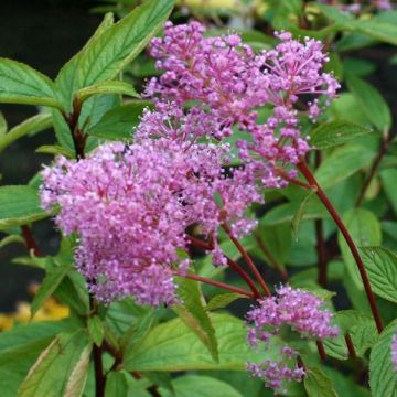 Ceanoto pallidus Perle Rose