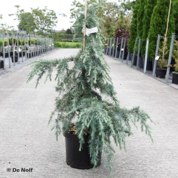 Cedro del Himalaya - Cedrus deodara Feeling Blue