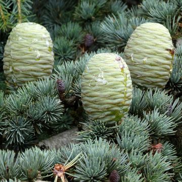 Cedro del Himalaya (semillas) - Cedrus deodara