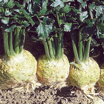 Apio nabo rapaceum Monarch (plantas)