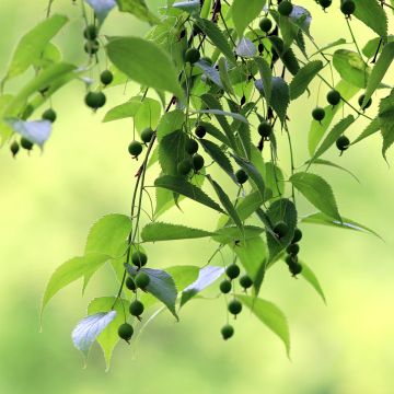 Celtis australis (semillas) - Almez