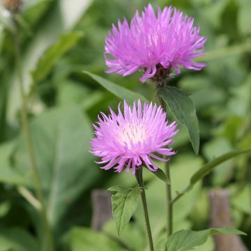 Centaurea dealbata - Centaurea