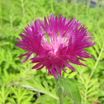 Centaurea dealbata Stenbeergii - Centaurea