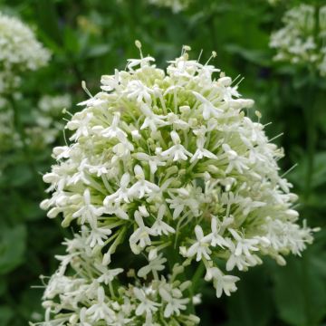Centranthus ruber Albus - Hierba de San Jorge