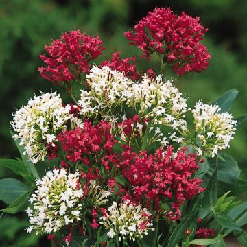 Centranthus ruber Mix - Hierba de San Jorge Centranthus ruber Mix - Hierba de San Jorge