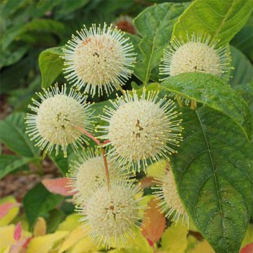 Cephalanthus occidentalis Sugar Shack - Aroma de laguna