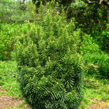 Cephalotaxus harringtonia Fastigiata - Cefalotejo